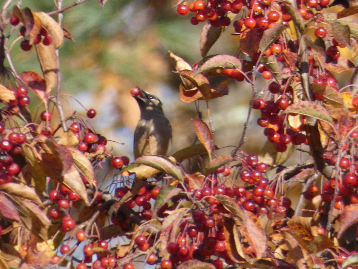 Sedir İpekkuyruğu - ML644702179