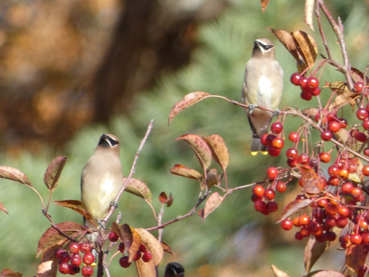 Sedir İpekkuyruğu - ML644702180