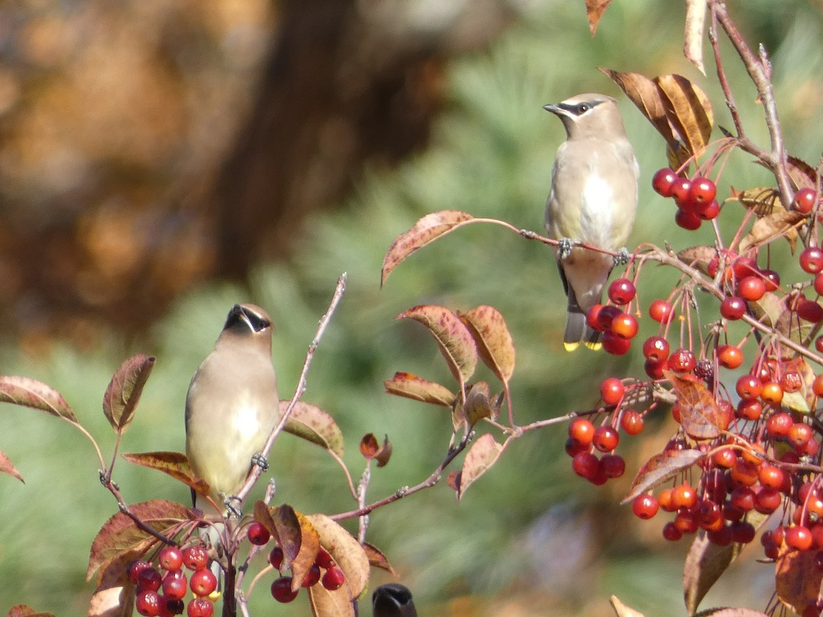 Sedir İpekkuyruğu - ML644702181