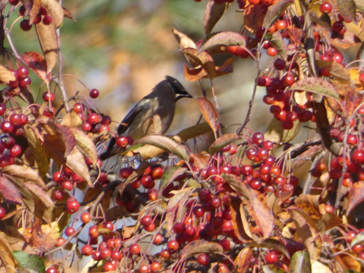 Sedir İpekkuyruğu - ML644702182