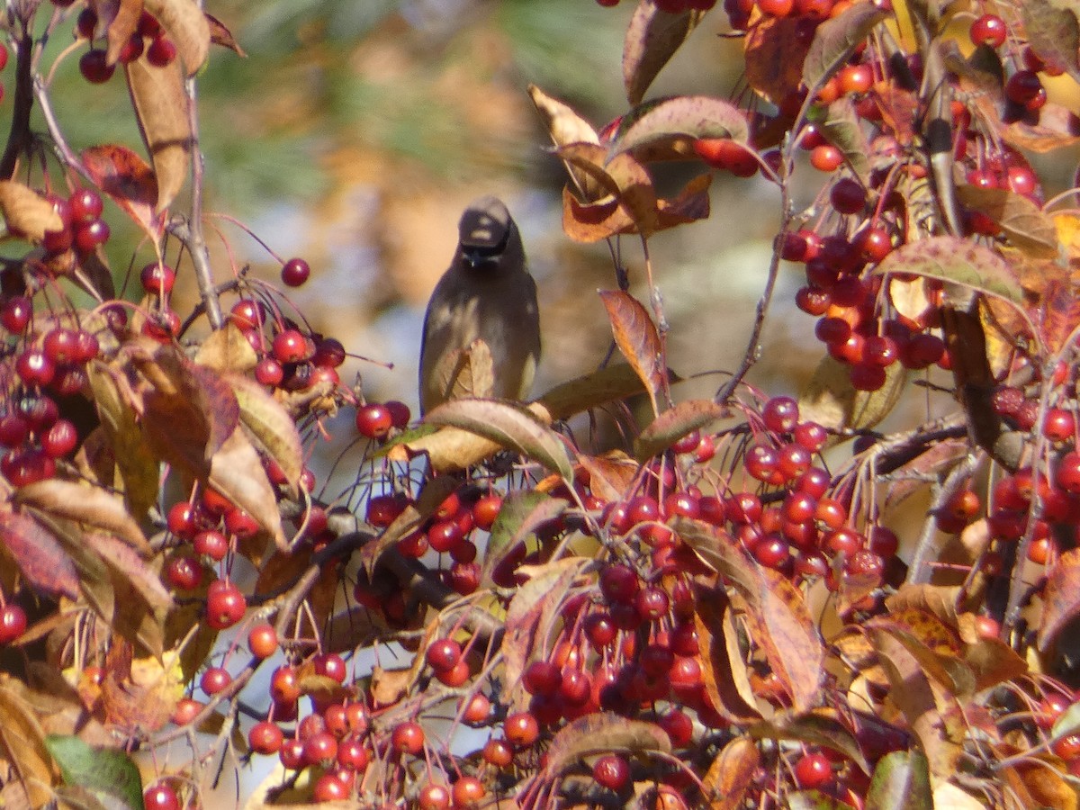 Sedir İpekkuyruğu - ML644702183