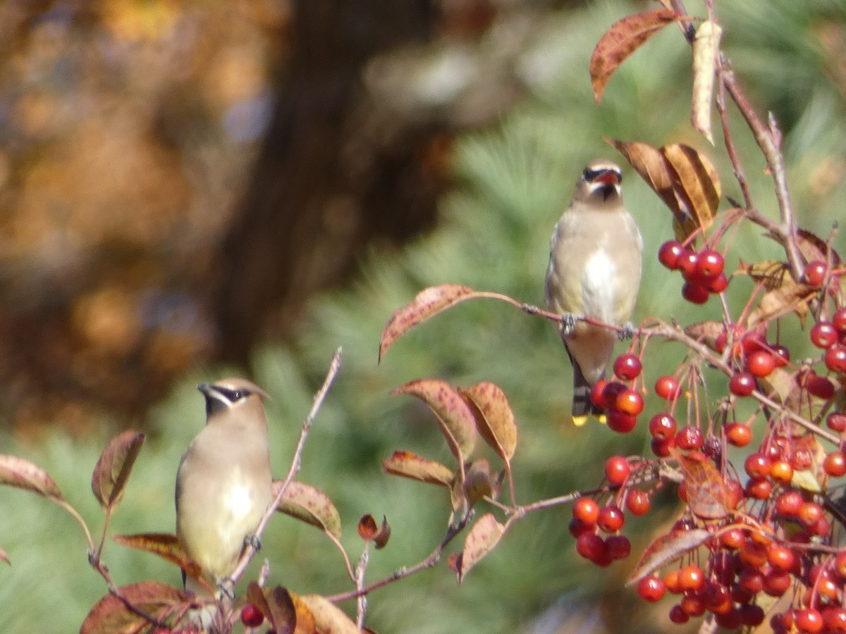 Sedir İpekkuyruğu - ML644702184
