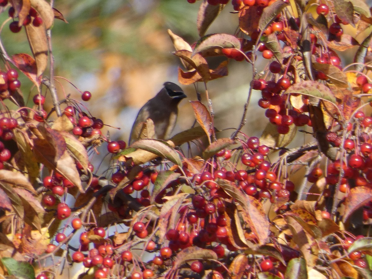 Sedir İpekkuyruğu - ML644702190