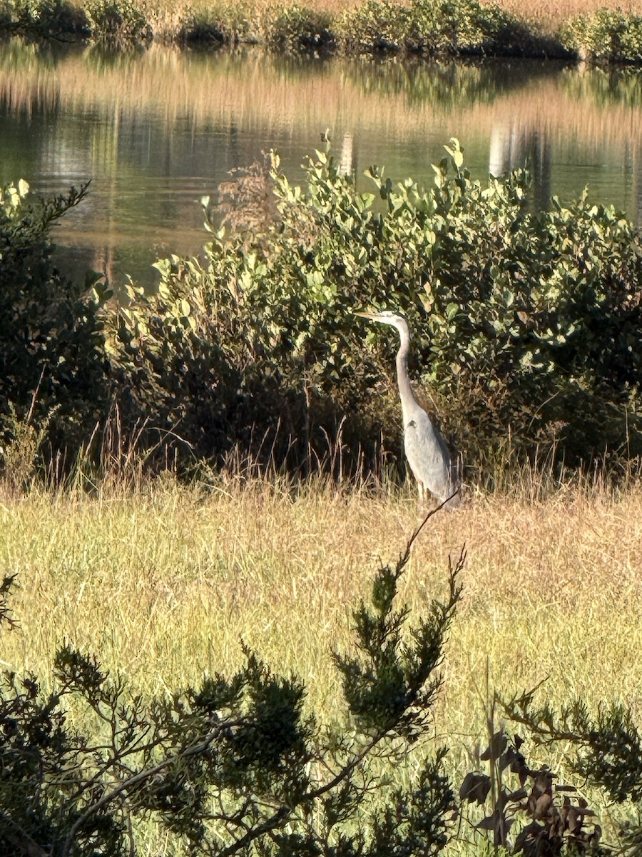Great Blue Heron - ML644702199