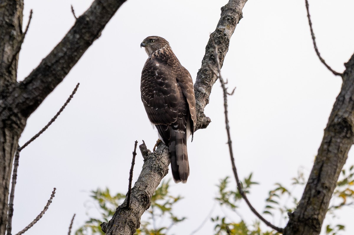 Cooper's Hawk - ML644702212
