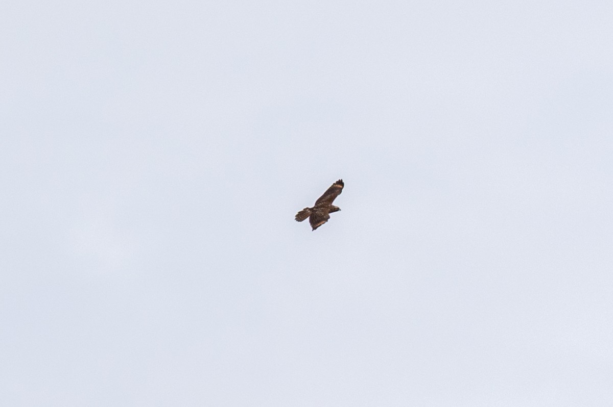 Red-shouldered Hawk - ML644702229