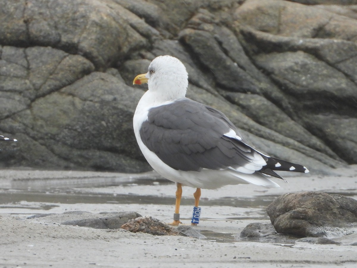 ニシセグロカモメ - ML644702230