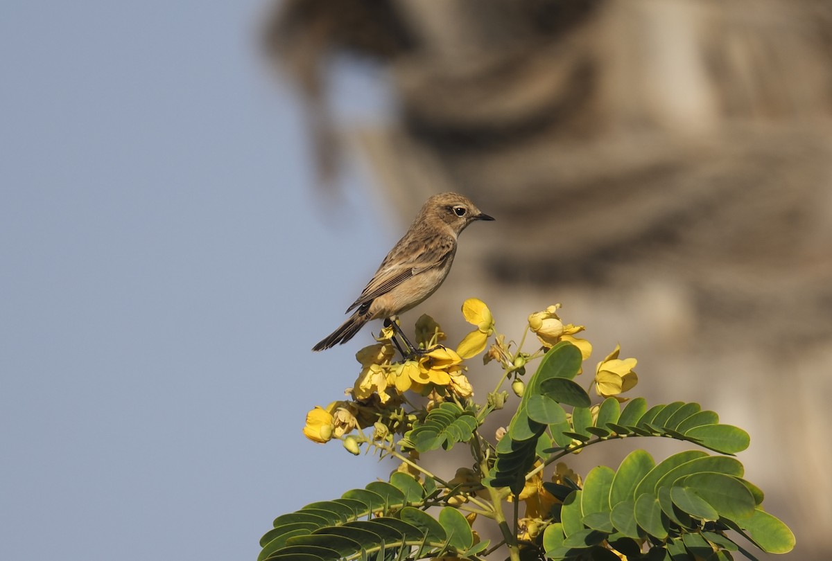 bramborníček sibiřský - ML644702232