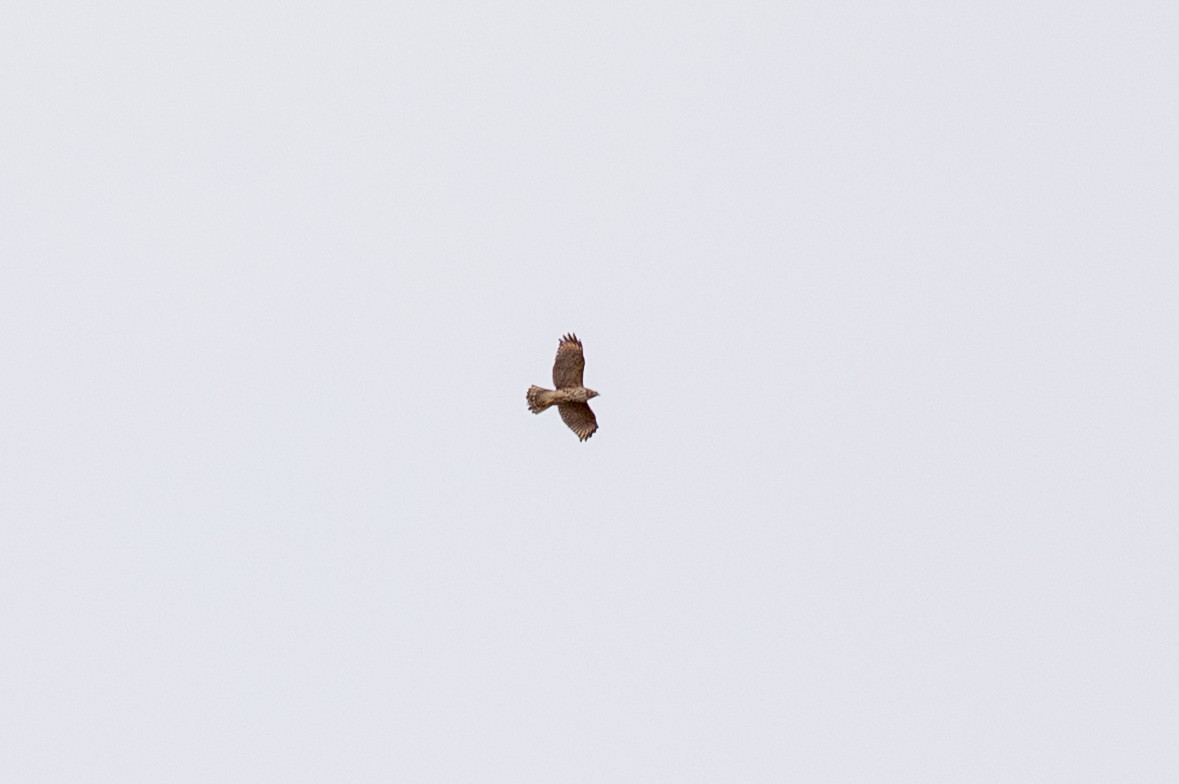 Red-shouldered Hawk - ML644702243