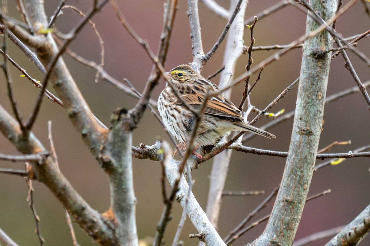 Savannah Sparrow - ML644702246