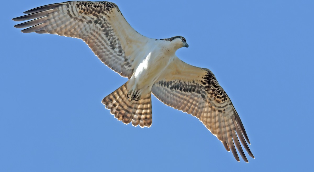 Osprey - ML644702251