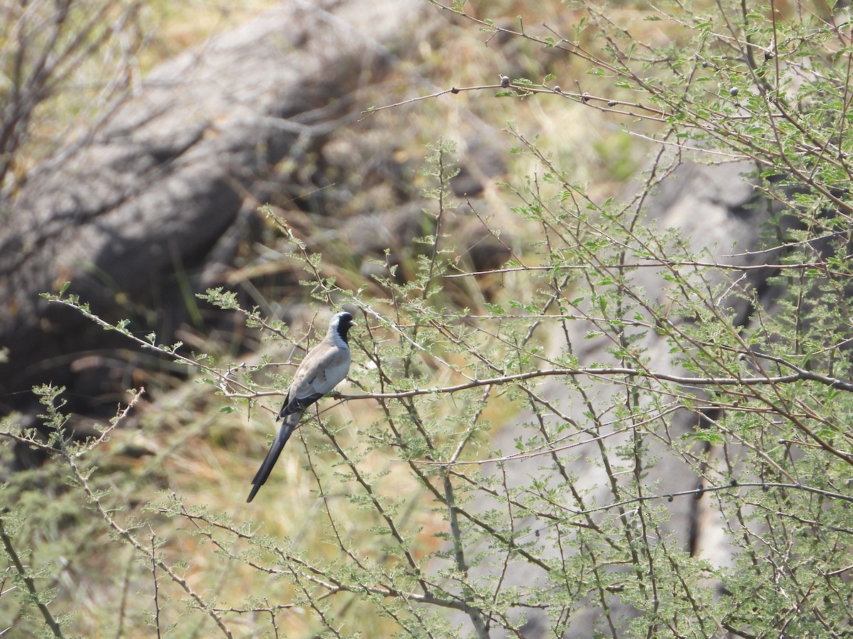 Капская горлица - ML644702260