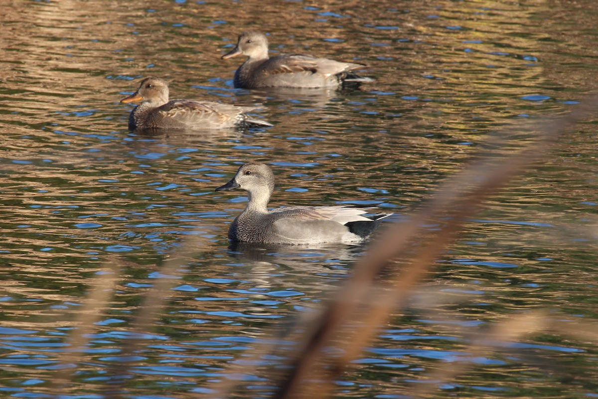 オカヨシガモ - ML644702267