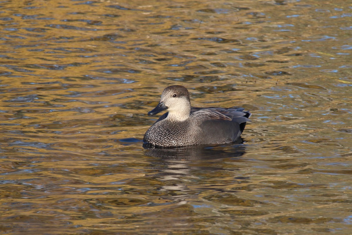オカヨシガモ - ML644702270