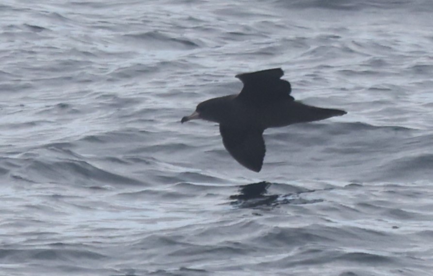 Flesh-footed Shearwater - ML644702274