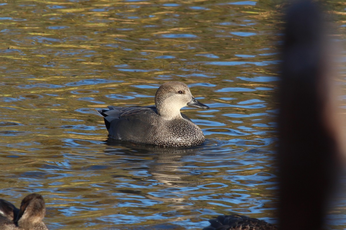 オカヨシガモ - ML644702276