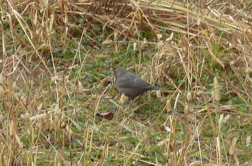 Brown-headed Cowbird - ML644702293