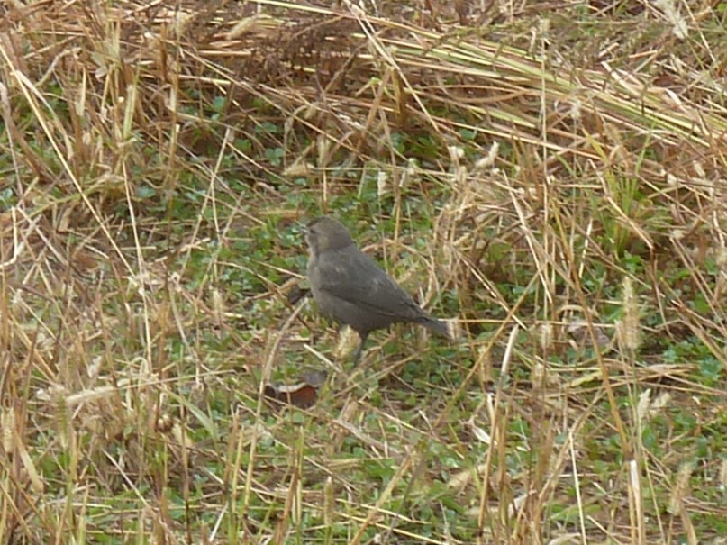 Brown-headed Cowbird - ML644702294