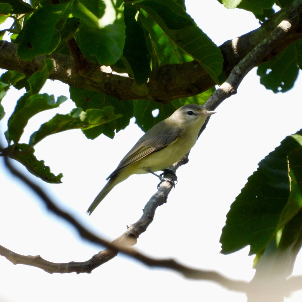 Eastern/Western Warbling Vireo - ML644702298