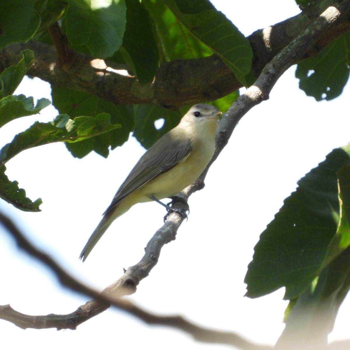 Eastern/Western Warbling Vireo - ML644702299