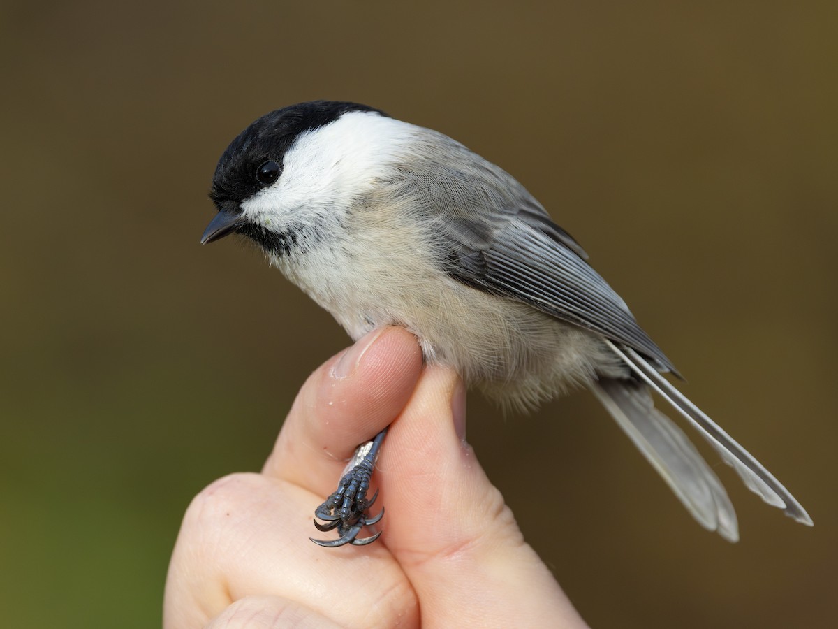 Пухляк - ML644702300