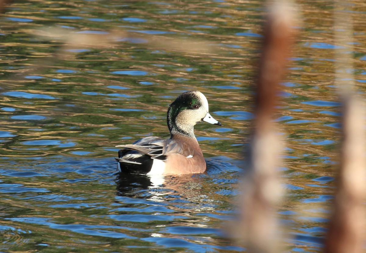 American Wigeon - ML644702314