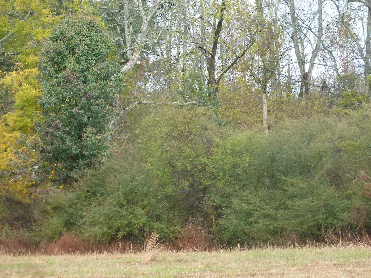 Northern Cardinal - ML644702315