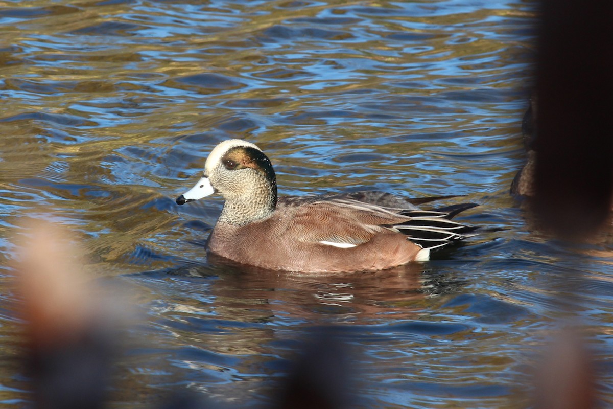 American Wigeon - ML644702320