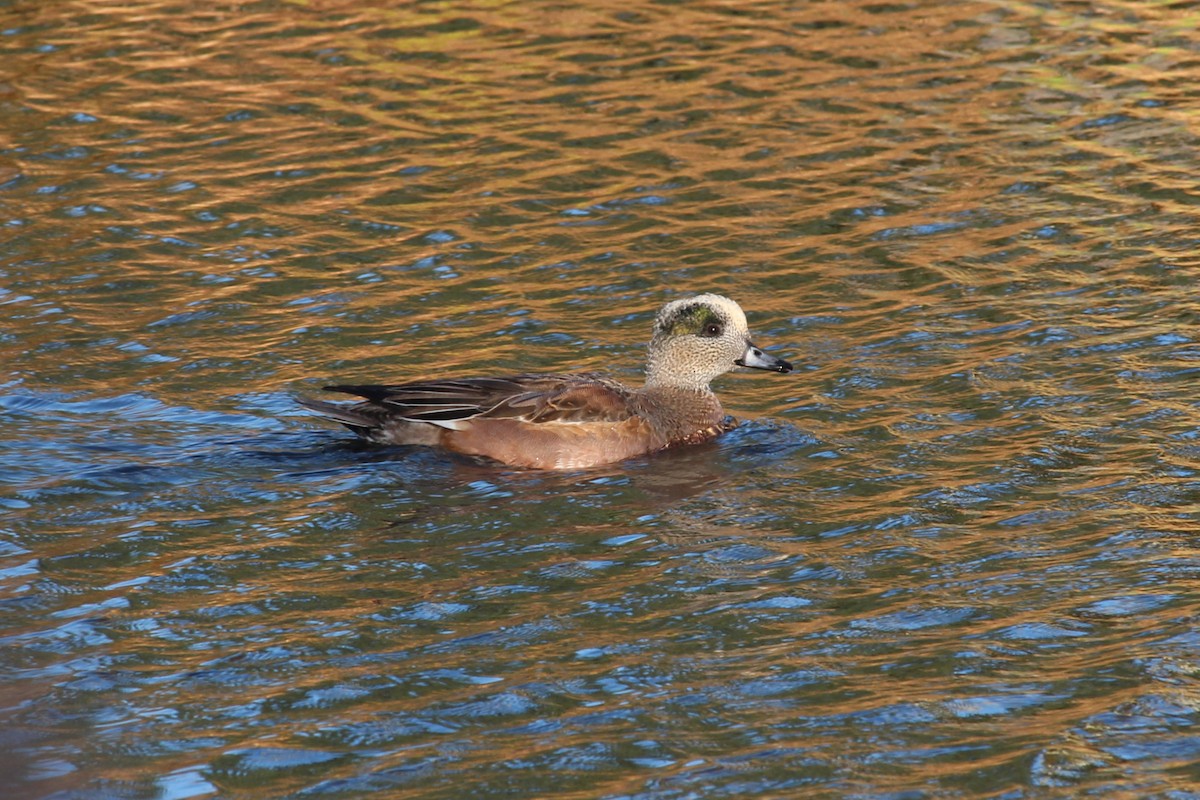 American Wigeon - ML644702324