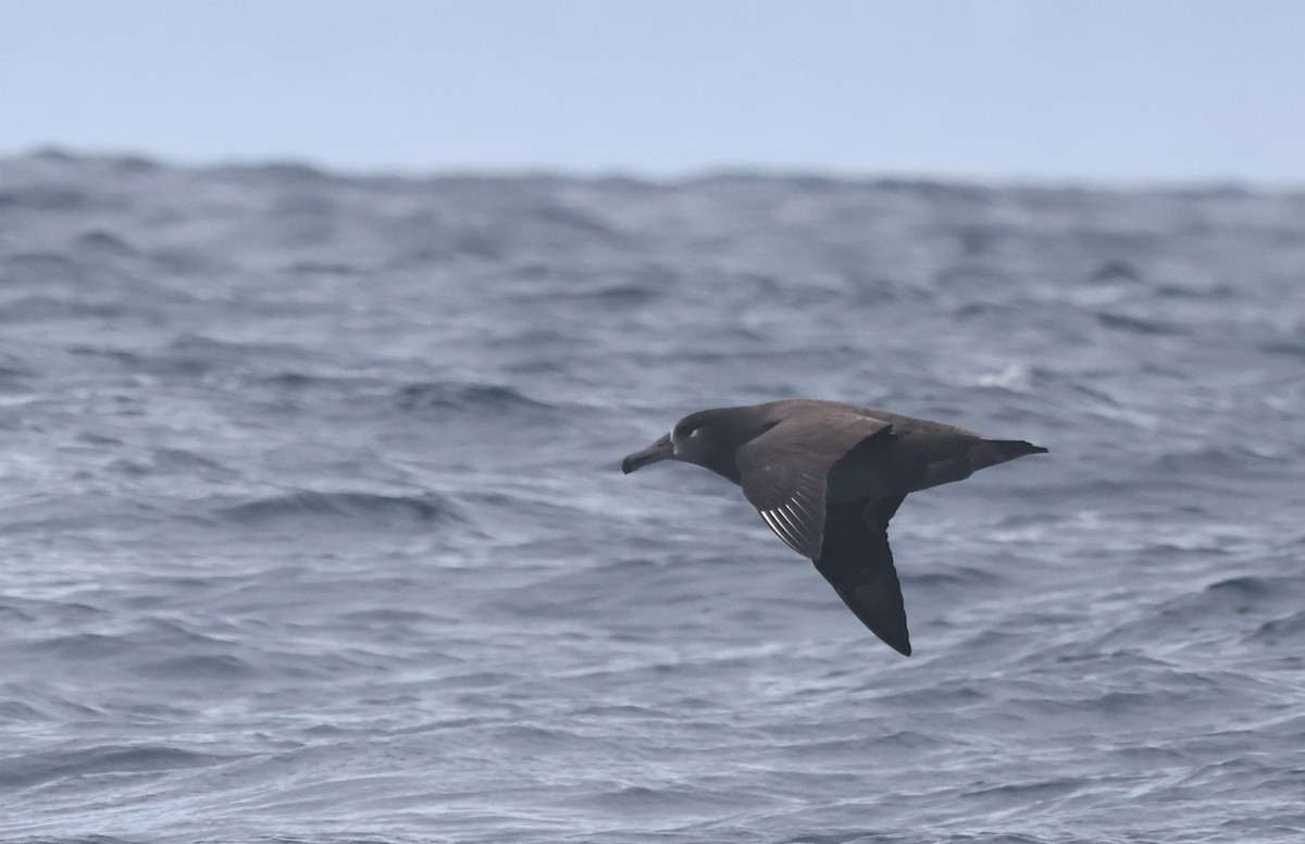Black-footed Albatross - ML644702328