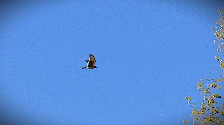 moták severoamerický - ML644702331