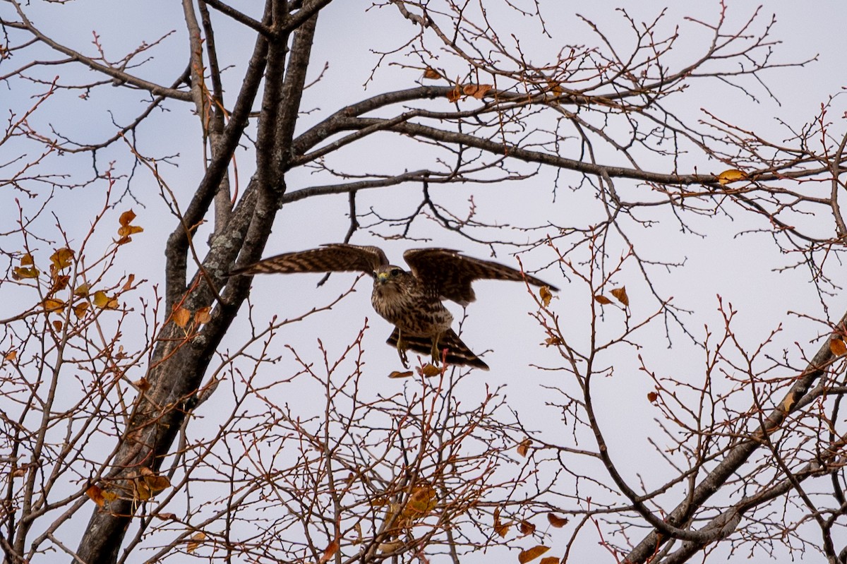 Merlin - ML644702334