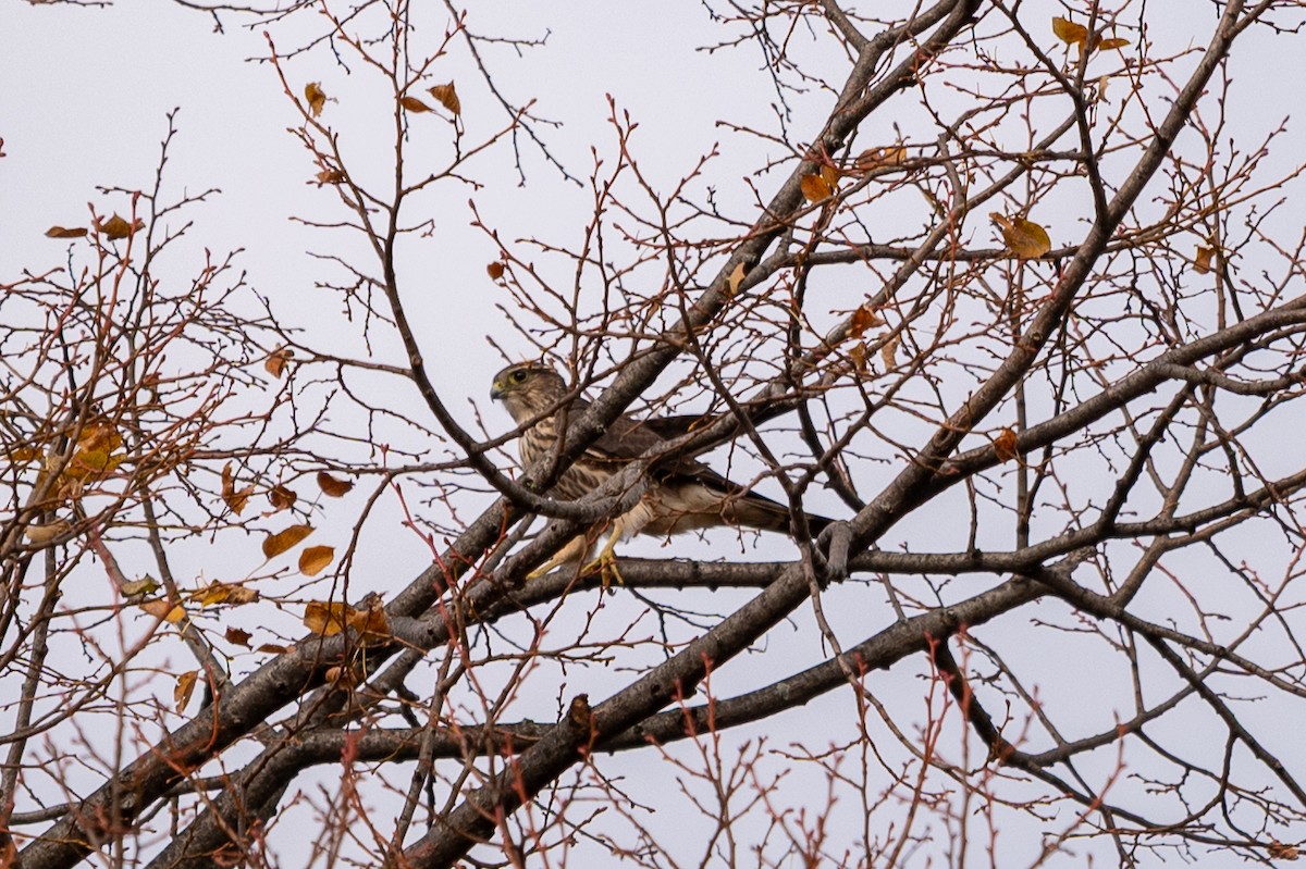 Merlin - ML644702335