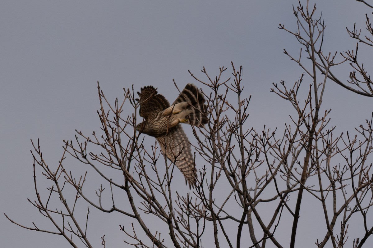 Merlin - ML644702336