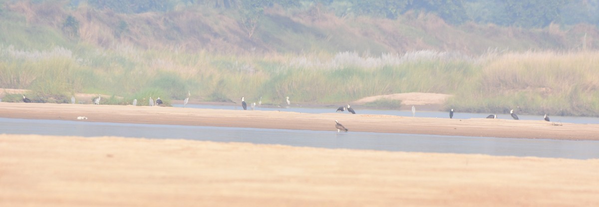 Asian Woolly-necked Stork - ML644702339