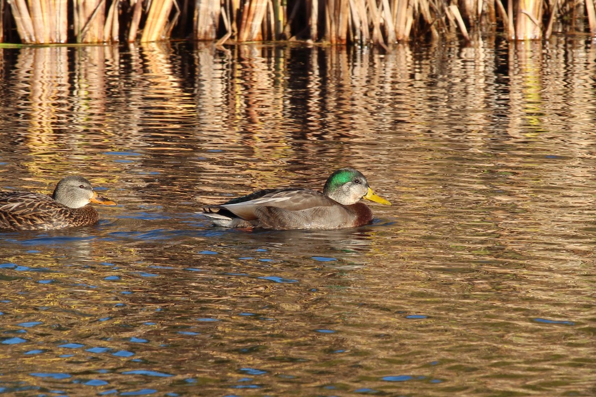 Mallard x American Black Duck (hybrid) - ML644702348