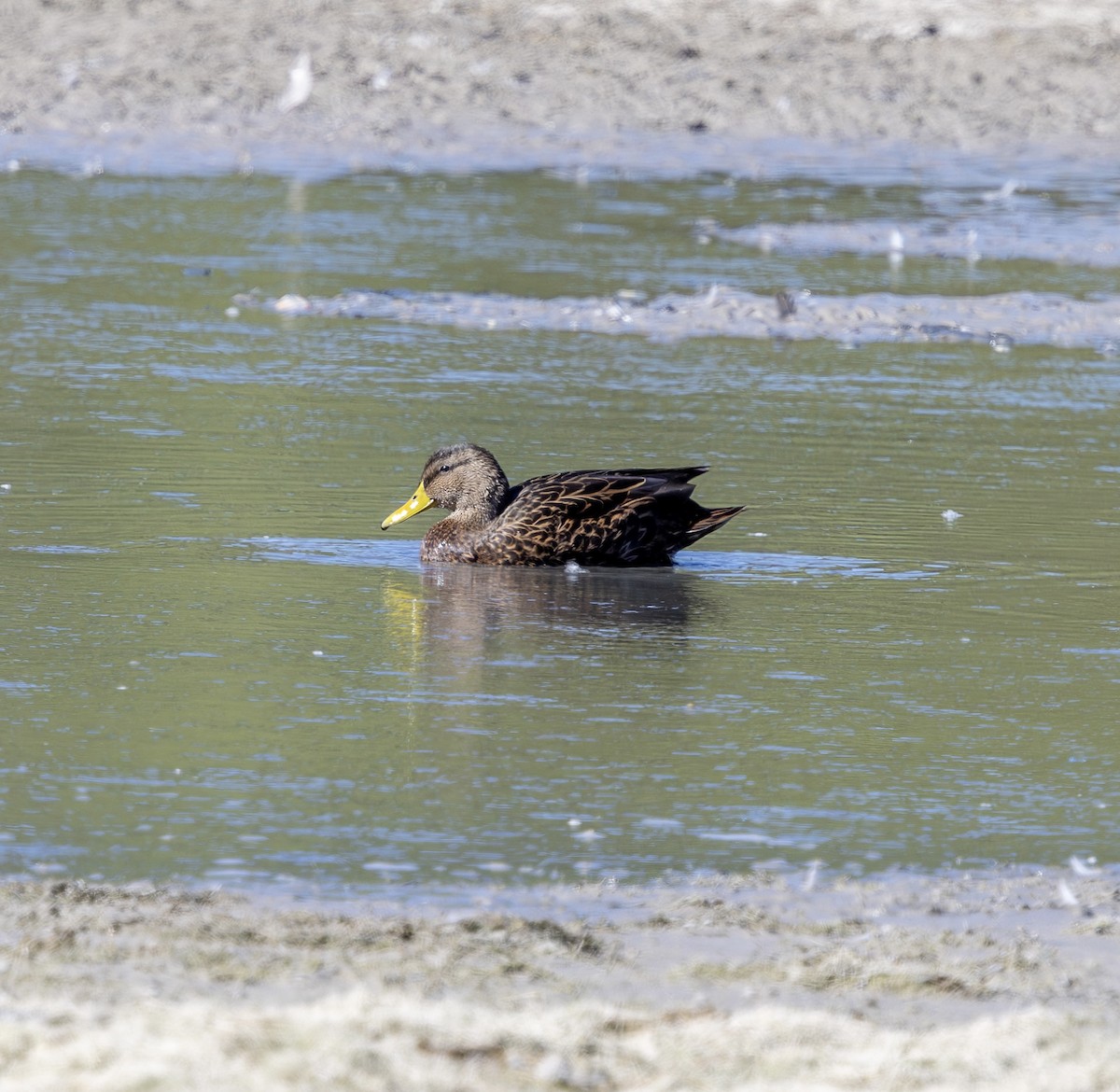 Mexican Duck - ML644702352