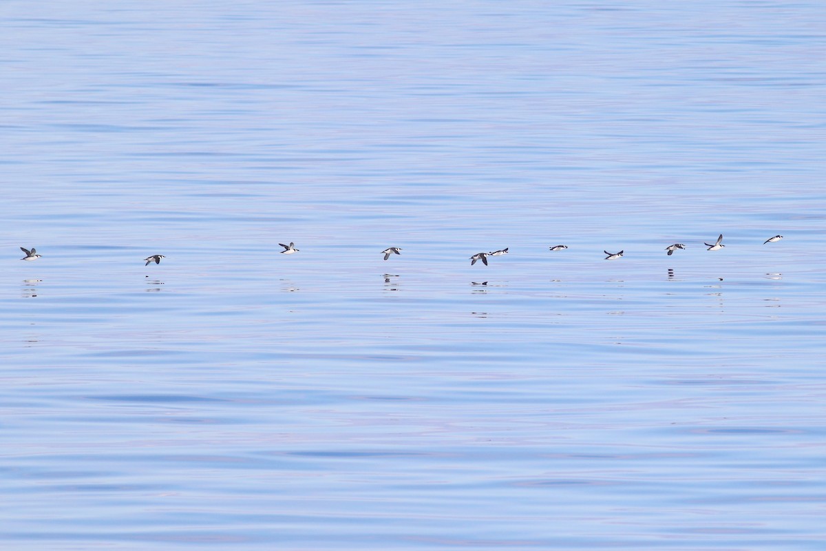 Common Murre - ML644702361