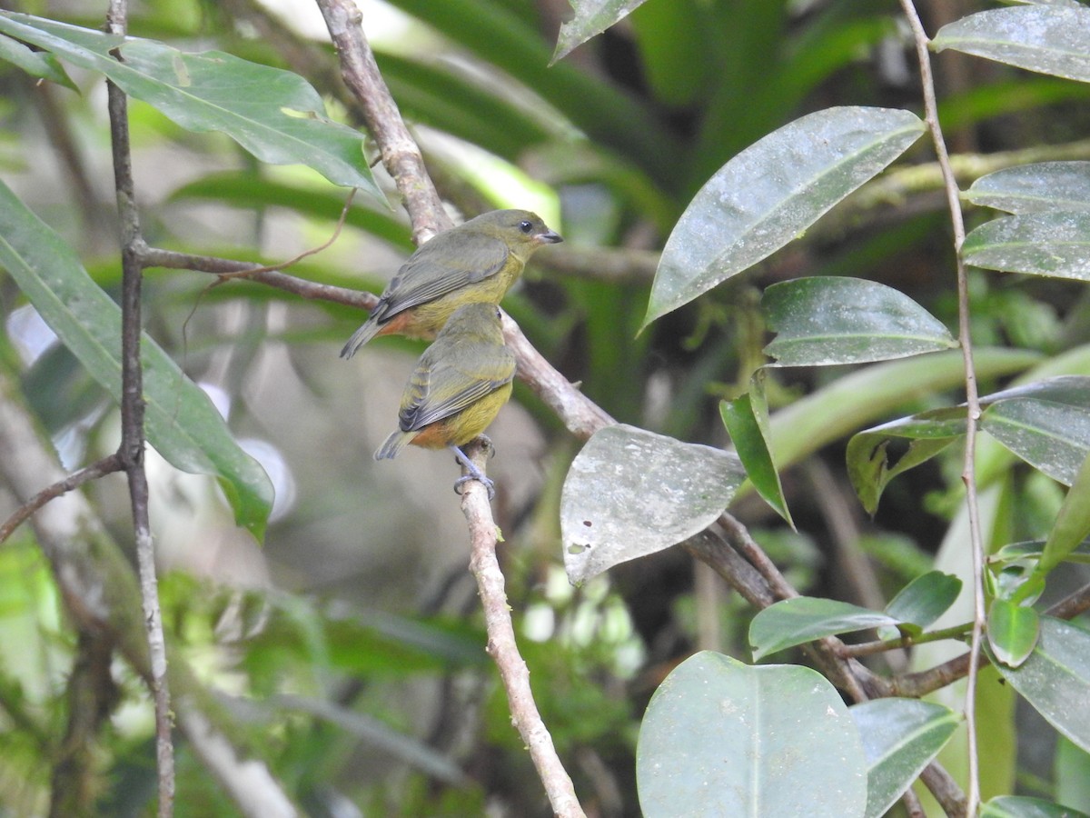 Olivrückenorganist - ML644702367