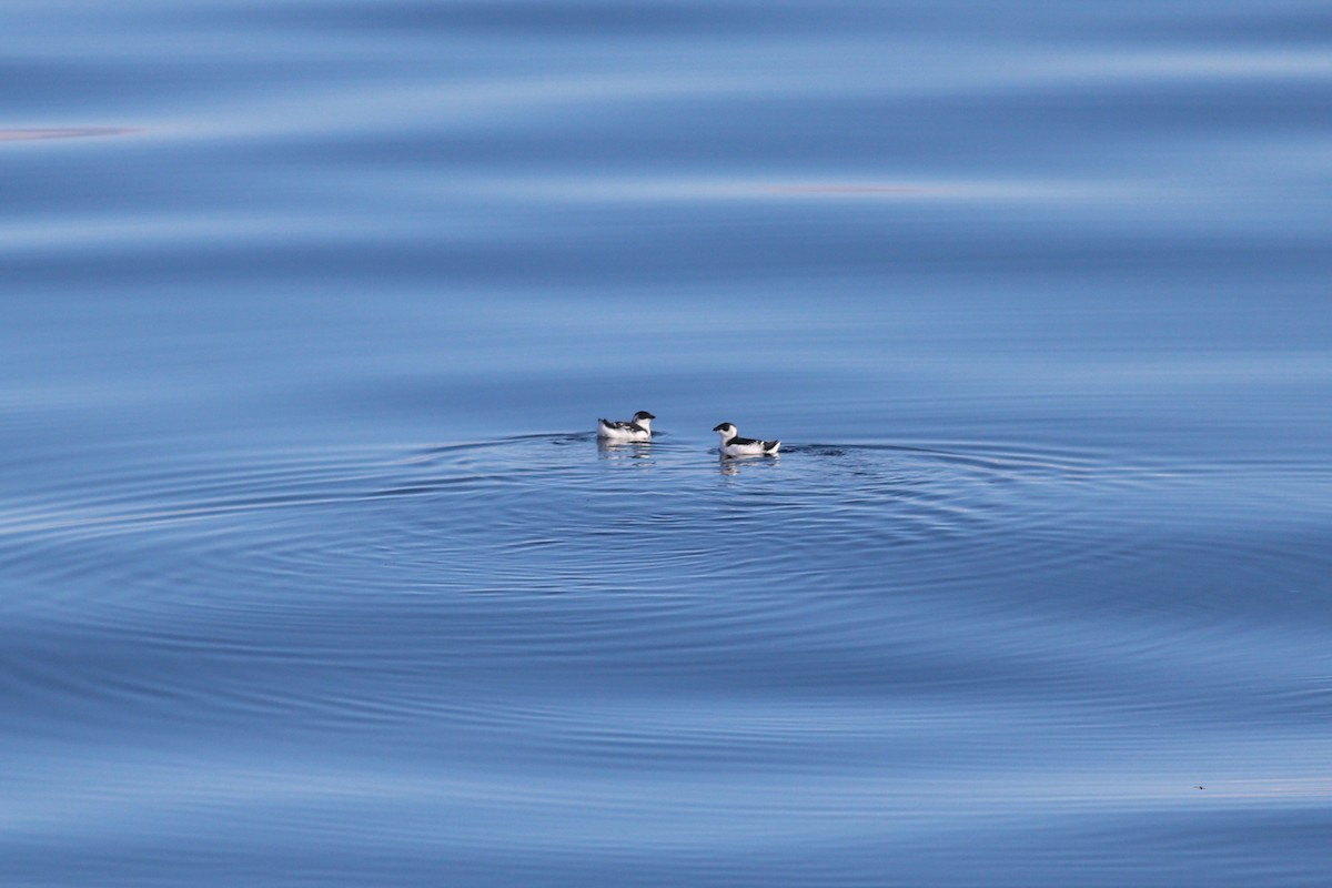 Dovekie - ML644702368