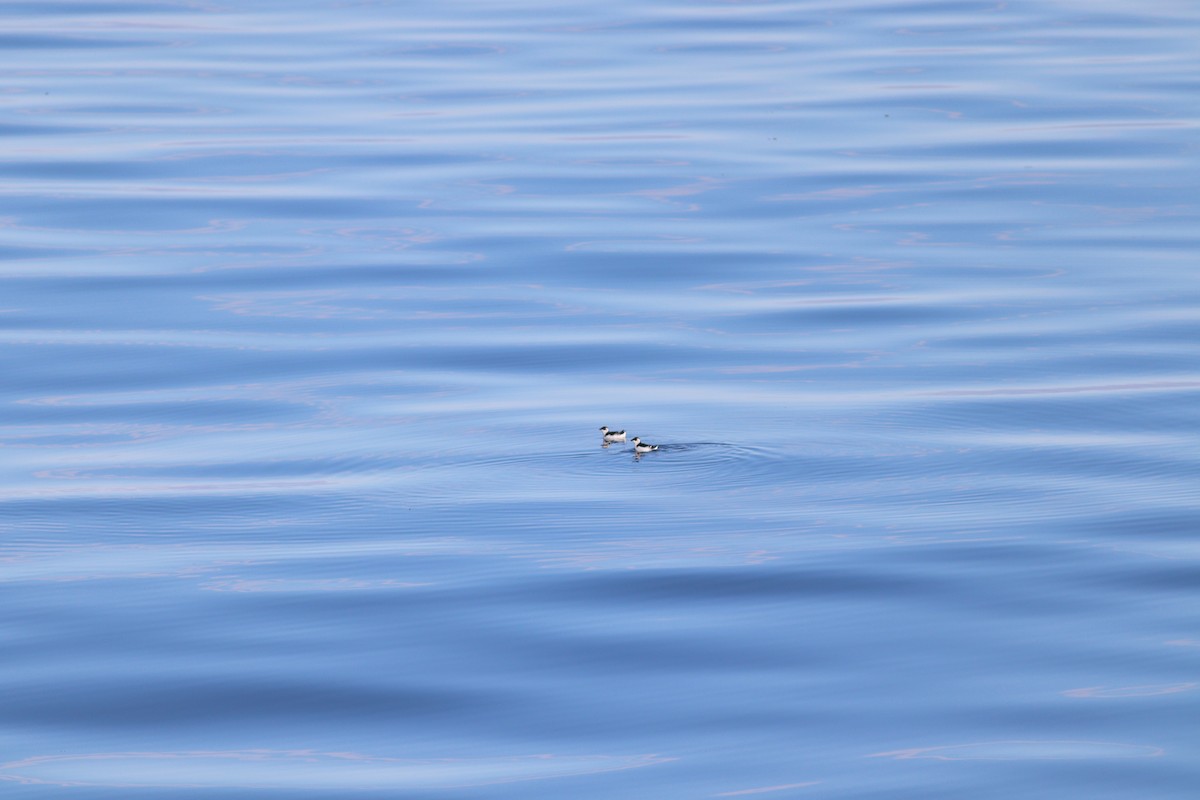 Dovekie - ML644702369