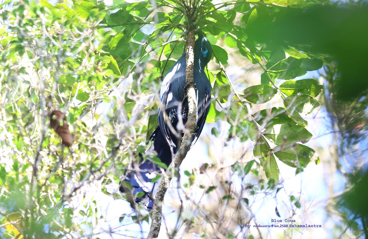 Коуа синій - ML644702376