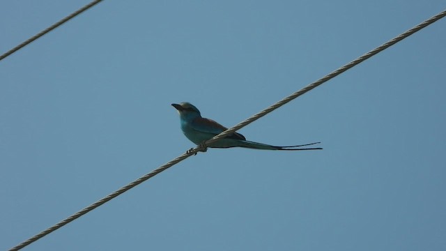 Rollier d'Abyssinie - ML644702381