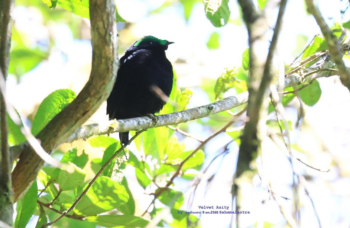 Асіті чорний - ML644702382