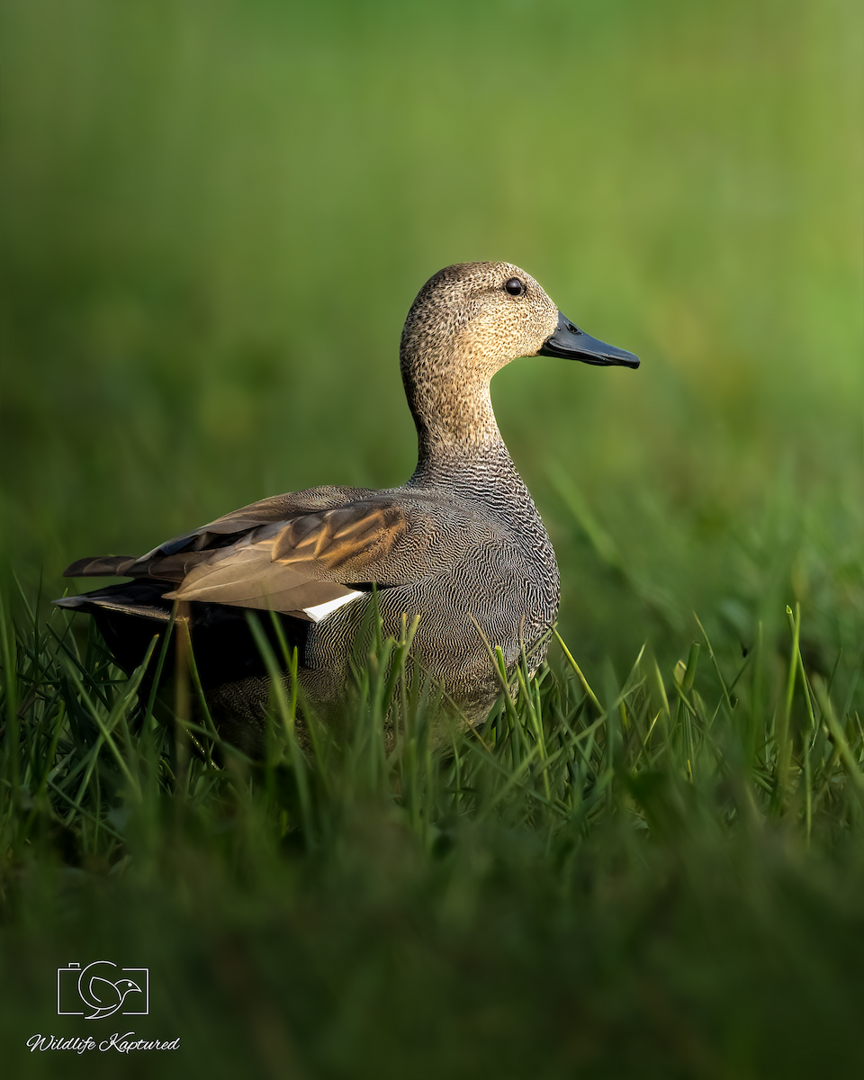 オカヨシガモ - ML644702389