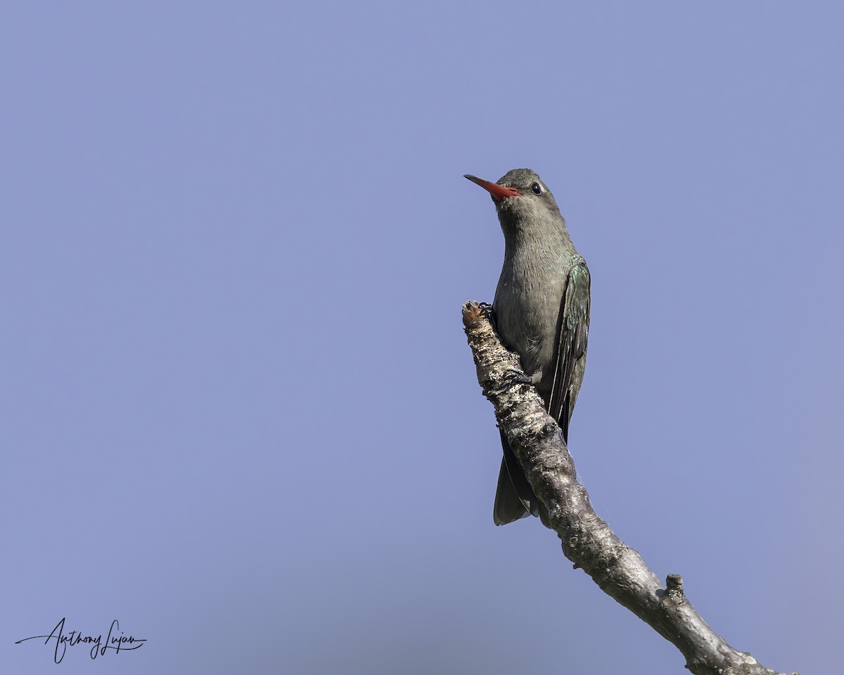 Colibri sombre - ML644702392