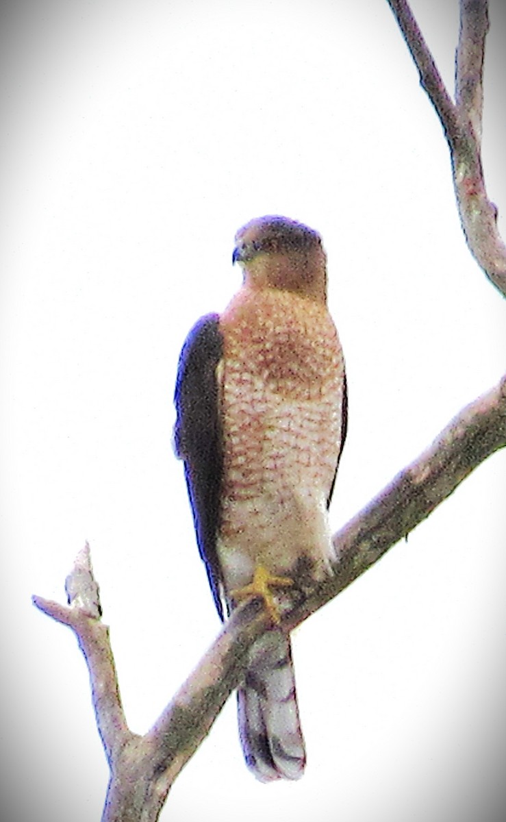 Cooper's Hawk - ML644702393