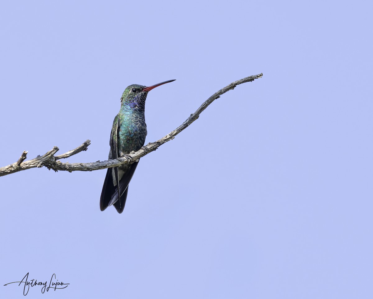 Colibri circé - ML644702395