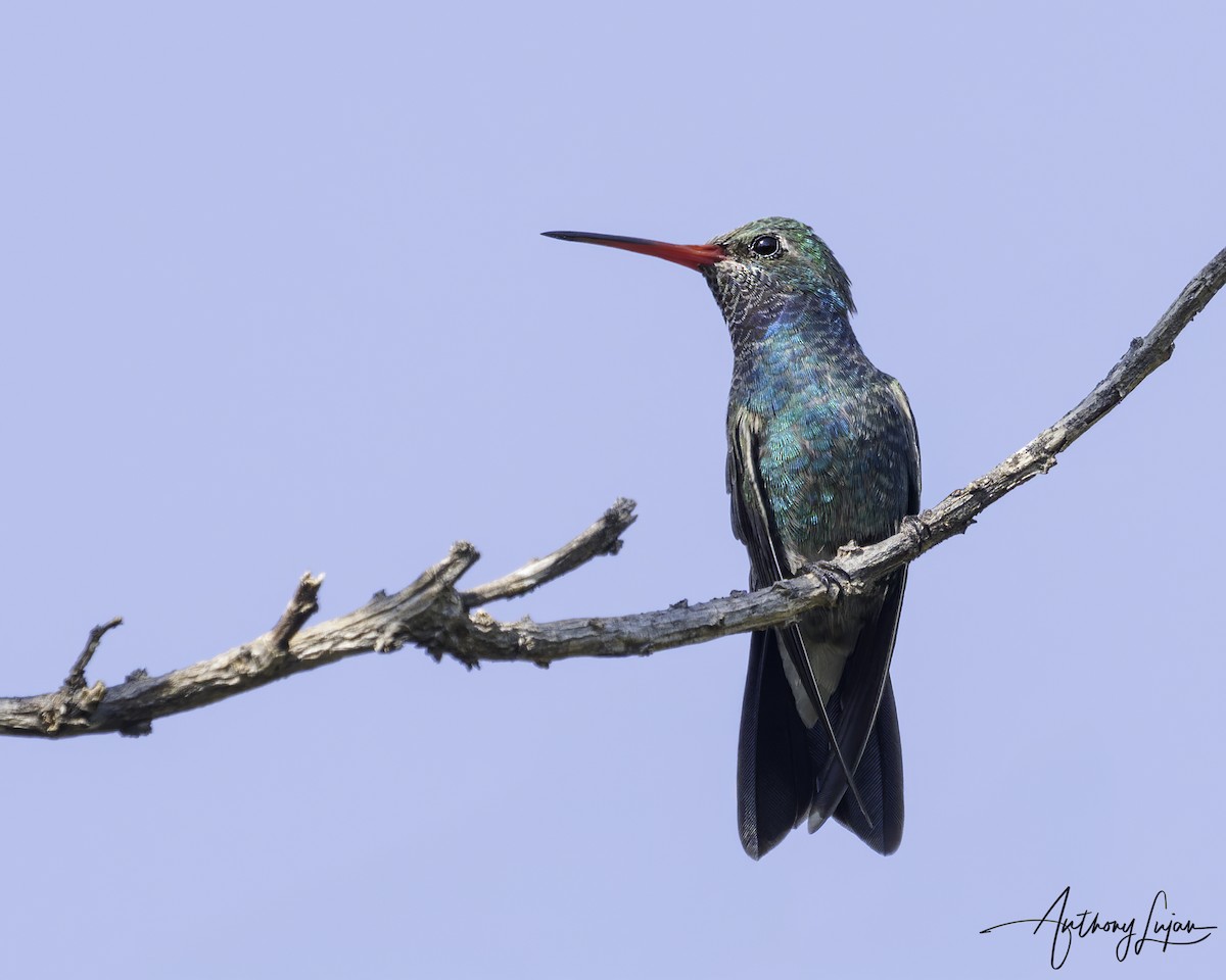 Colibri circé - ML644702396