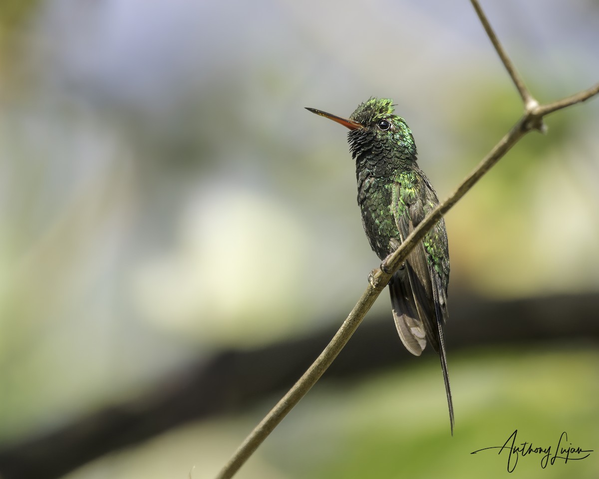 Émeraude couronnée - ML644702407